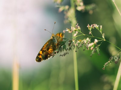 浅焦点摄影的蝴蝶栖息在花
